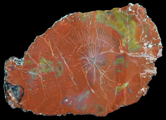 Brilliant, Polished Arizona Petrified Wood Slice - #66170